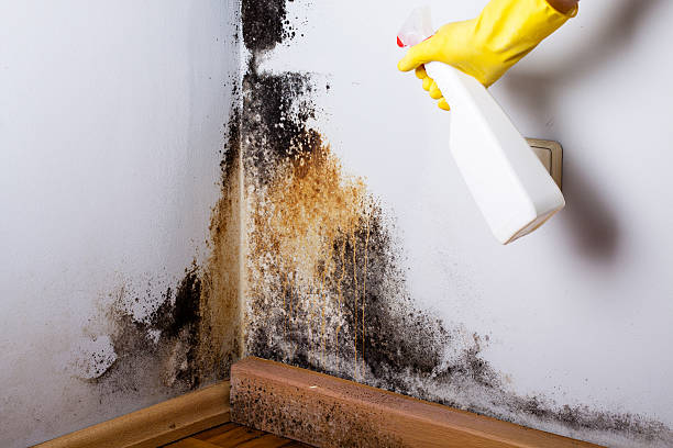 istock Black mold in the corner of room wall 504312458