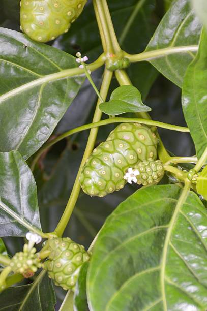 istock green Beach mulberry in garden 504312614
