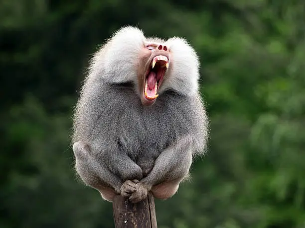 A male baboon is opening his mouth and showing his teeth
