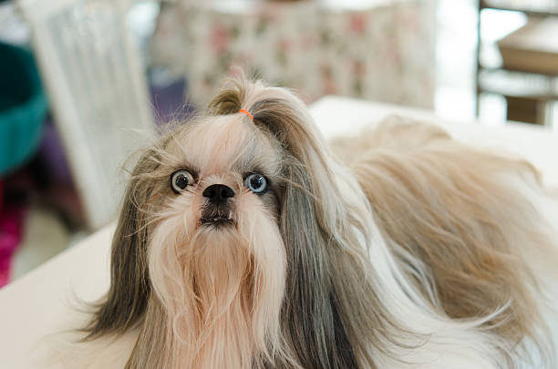 istock Shih Tzu Dog 504313137