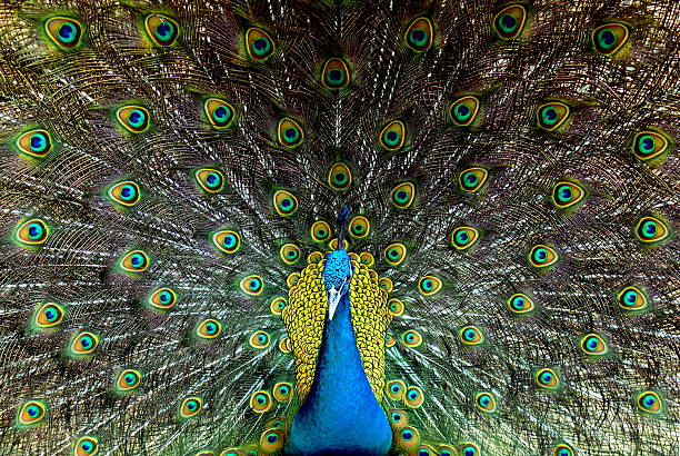 istock Beautiful male peacock with feathers out 504313138