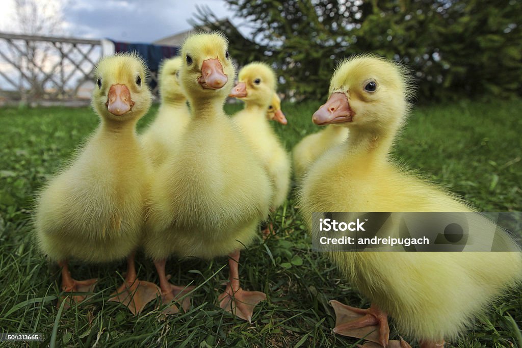 Little ducklings exploring the world Little ducklings exploring the world around us Agriculture Stock Photo