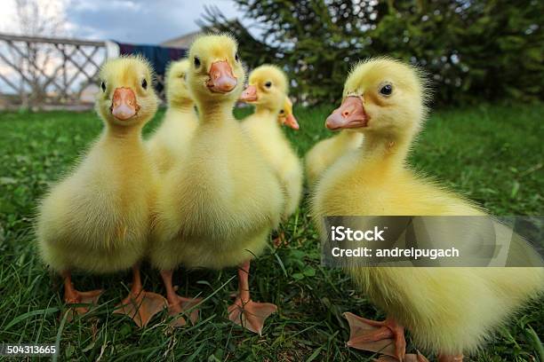 Little Ducklings Exploring The World Stock Photo - Download Image Now - Agriculture, Animal, Animal Body Part