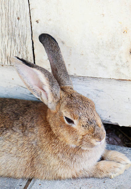 istock Cute brown rabbit sitting on the concrete 504313668