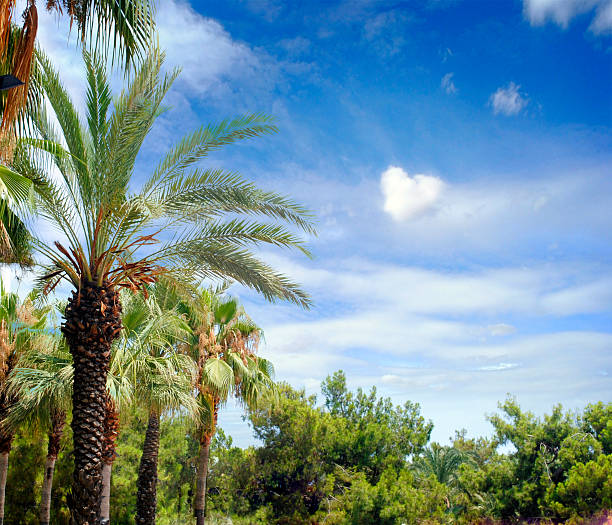 istock tropical background with coconut palms 504315417