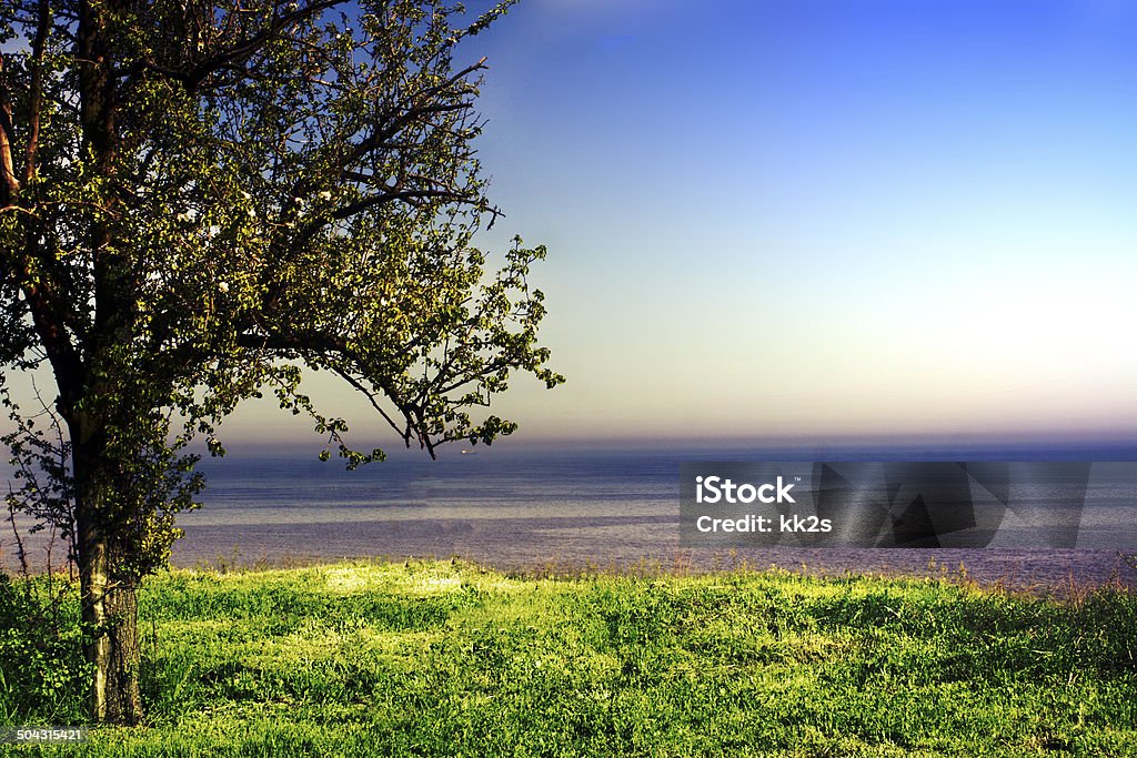 Árvore Verde em um campo no céu à noite - Royalty-free Azul Foto de stock