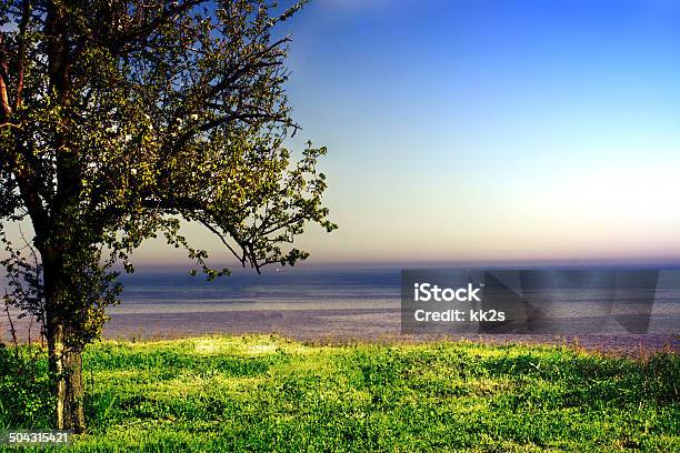 Árvore Verde Em Um Campo No Céu À Noite - Fotografias de stock e mais imagens de Azul - Azul, Crepúsculo, Céu