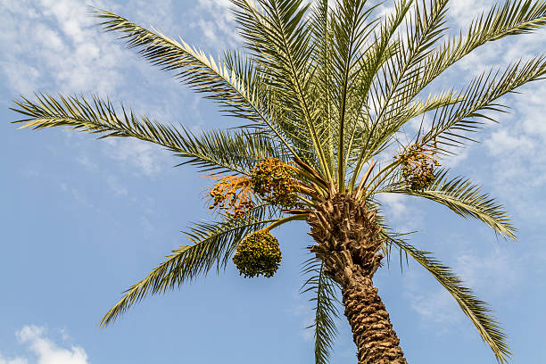 istock Date palm with bunches of dates 504315608