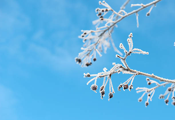 berries covered with ice crystals stock photo