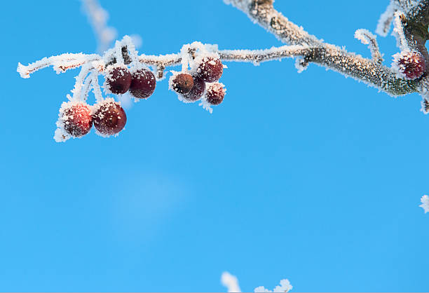 red berries covered with ice crystals stock photo
