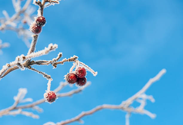 red berries covered with ice crystals stock photo