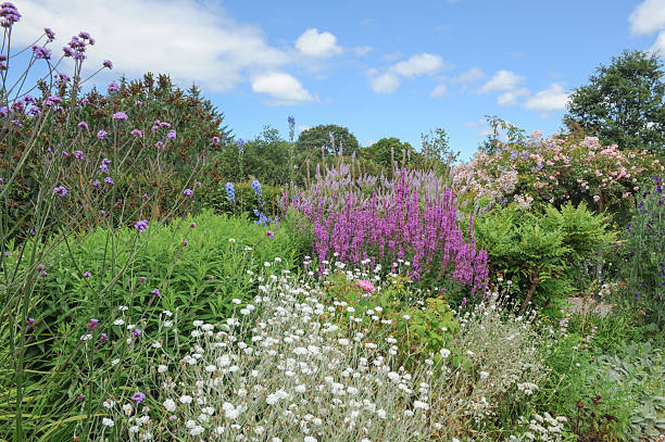 istock Traditional English Cottage Garden in Devon in summer. 504316077