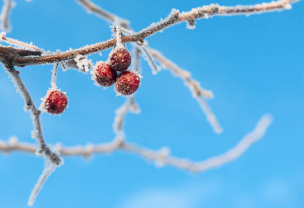 red berries covered with ice crystals stock photo