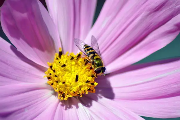 Hoverfly on a pink flower