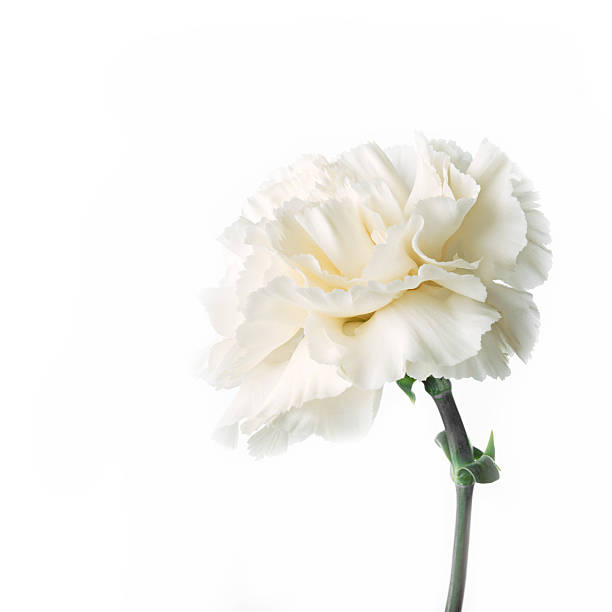 istock sweet flower on white isolated 504316452