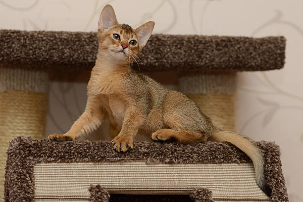 istock Portrait of a cute abyssinian kitten 504316503