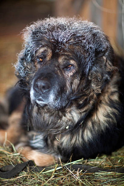istock Dog in the manger winter 504316619