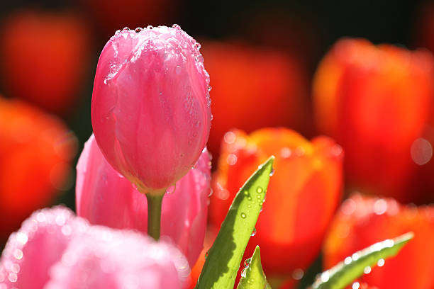 istock Purple/Pink tulips 504316630
