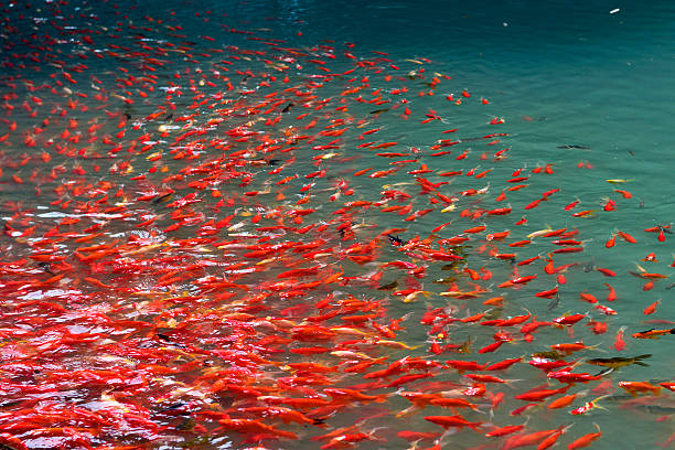 Cyprinus carpio in the pool stock photo