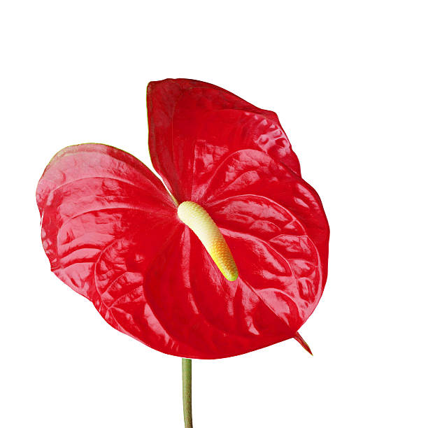 istock sweet flower on white isolated 504316724