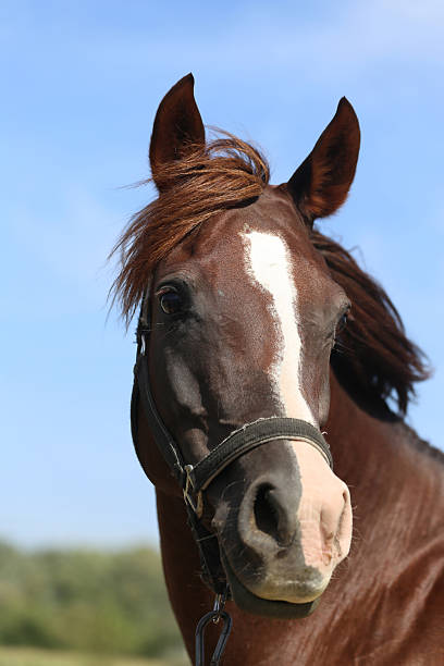 istock Bay colored arabian mare looking around in summer corral 504316886