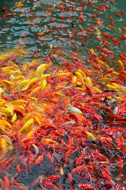 Cyprinus carpio in the pool stock photo