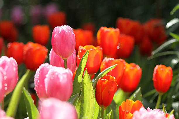 istock Purple/Pink tulips 504317054