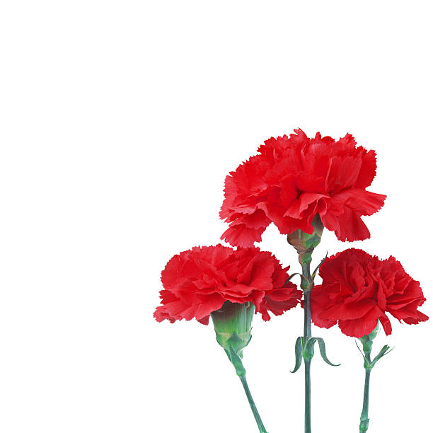 istock sweet flower on white isolated 504317092