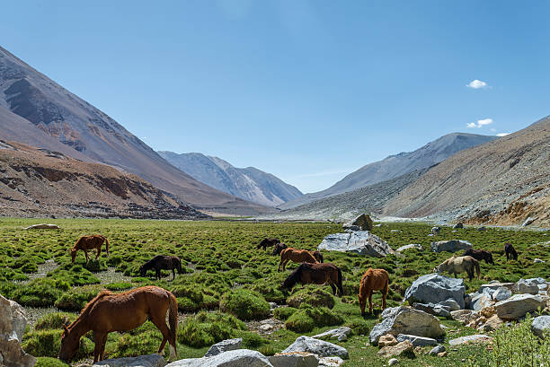istock Horses at pasture among mountains 504317307