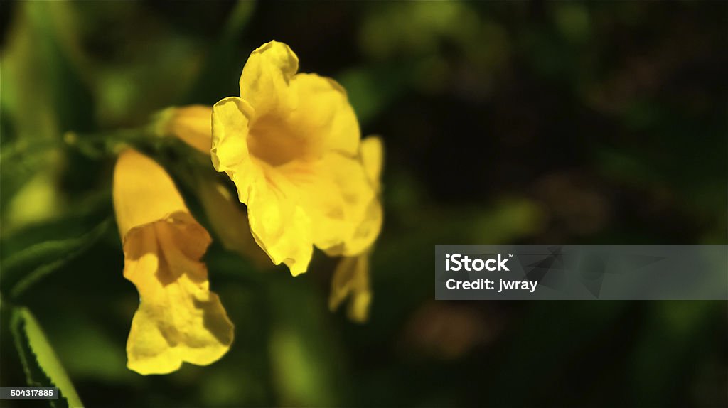 Trumpet to the Dark Wild flowers on St. Kitts. Arid Climate Stock Photo