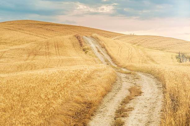 istock Country road between the yellow fields 504317937