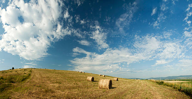 istock Hay-roll on field after harvest 504318463