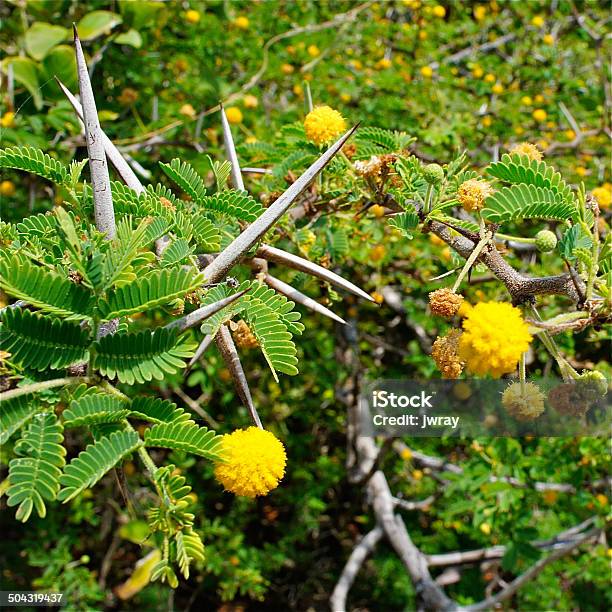 Foto de Mal Seuss Vegetação e mais fotos de stock de Amarelo - Amarelo, Arbusto, Arbusto espinheiro