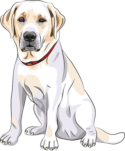vector sketch yellow dog breed Labrador Retriever sitting portrait of a close-up of serious yellow dog breed Labrador Retriever sits retriever stock illustrations