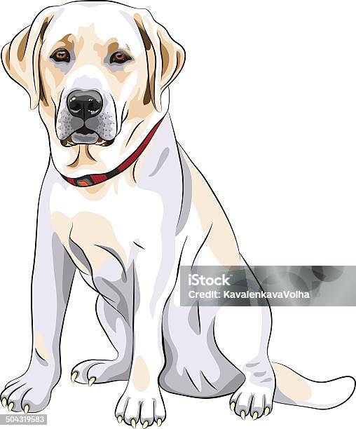 Vector Sketch Yellow Dog Breed Labrador Retriever Sitting Stock Illustration - Download Image Now