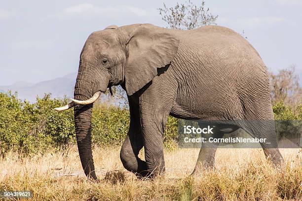 Elefante - Fotografias de stock e mais imagens de Animal - Animal, Animal selvagem, Ao Ar Livre