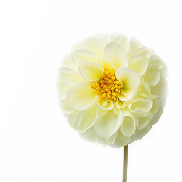 istock sweet flower on white isolated 504328292