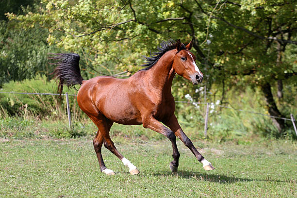 istock Side view shot of a galloping young arabian  stallion 504328458
