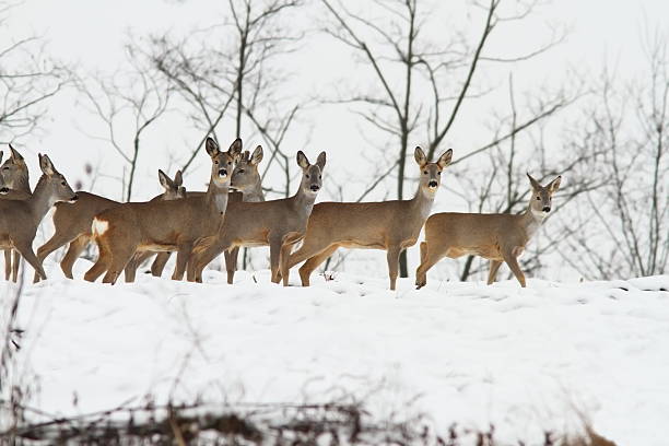 istock deers near the forest 504328530