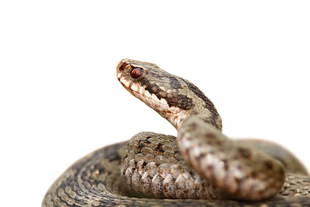 istock closeup of vipera berus over white 504328978