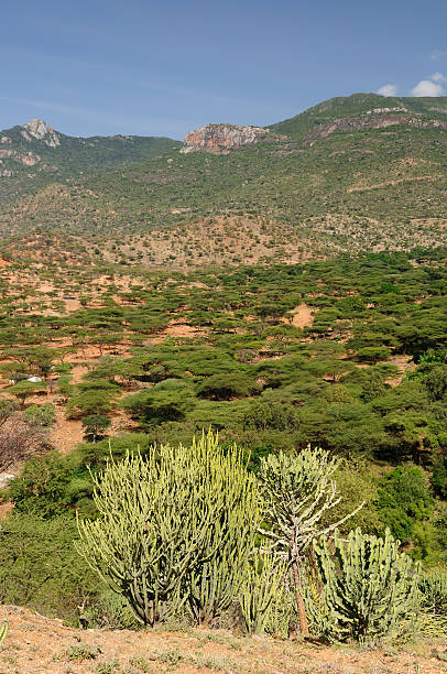 wieś south horr jest położony w intensywnie zielonej canyon - africa south africa african culture plain zdjęcia i obrazy z banku zdjęć