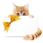 cat-geschenk-karte-mit-goldenen-band-bogen-isoliert-auf-weiss.jpg?b=1&s=170x170&k=20&c=kSGV4imaTaGcVn7vu4Bwz-Zz641fkN0ua-gsSjI7ux0=