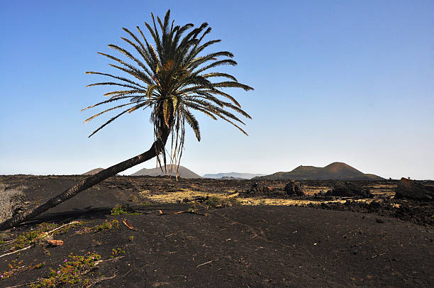 istock lonely remote palm tree on volcanic spanish island lanzarote 504331760