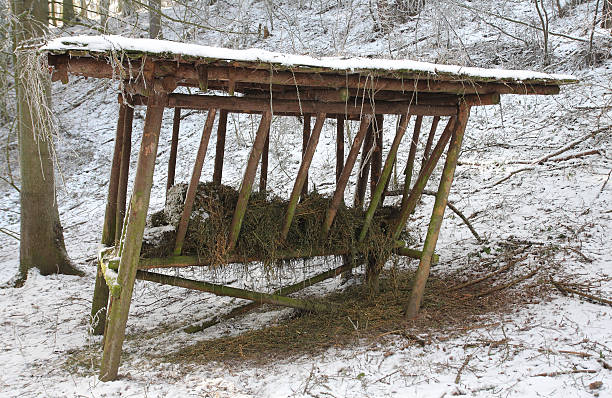 istock Feeder with  hay for forest wild animals for winter 504331888