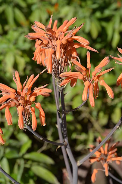 istock Close Up of Fire Cracker Plant (Justicia Spicigera) Flowers 504332454
