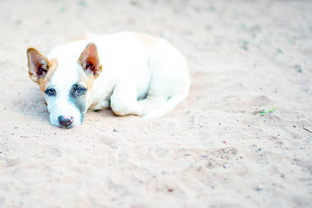 thai chiot sur le sable - dog scratching flea dog flea photos et images de collection