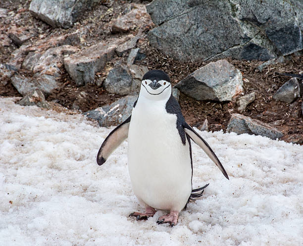 istock Smiling Penguin 504333212