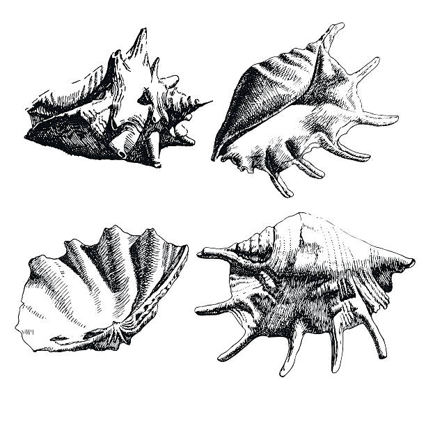 River Shells Vector 1,300+ River Shells Stock Illustrations, Royalty-Free Vector Graphics ...