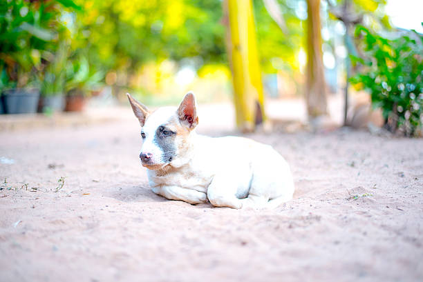 thai chiot sur le sable - dog scratching flea dog flea photos et images de collection