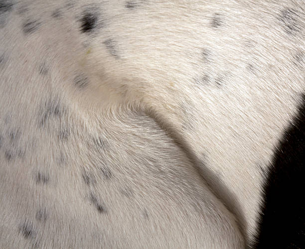 istock Black and white dog fur texture. 504335602
